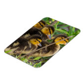 Ducklings-fotomagneet Magneet (Linkerzijde)