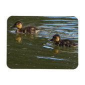 Ducklings-fotomagneet Magneet (Horizontaal)