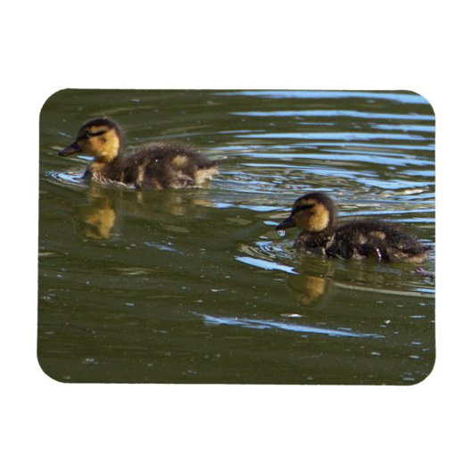 Ducklings-fotomagneet Magneet