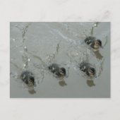 Ducklings Llangollen Canal Briefkaart (Voorkant)