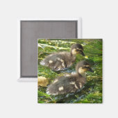 Ducklings Magnet (Voorkant / Achterkant)