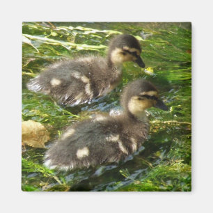 Ducklings Magnet