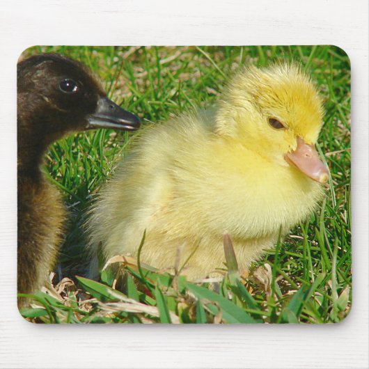 Ducklings Muismat (Voorkant)