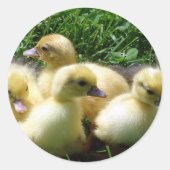 Ducklings Ronde Sticker (Voorkant)