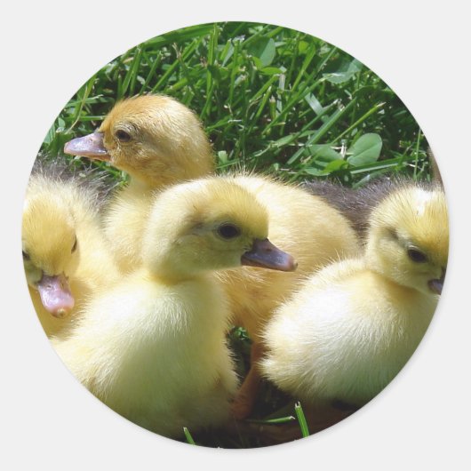 Ducklings Ronde Sticker (Voorkant)