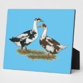 Ducks Ancona Pair Fotoplaat (Zijkant)