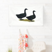 Ducks: Black Cayugas Spandoek (Insitu)