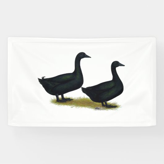 Ducks: Black Cayugas Spandoek (Horizontaal)