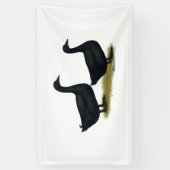 Ducks: Black Cayugas Spandoek (Verticaal)