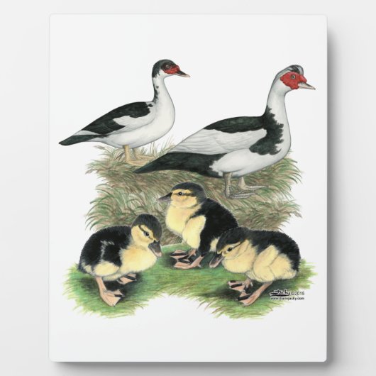Ducks Black Pied Muscovy Family Fotoplaat (Voorkant)