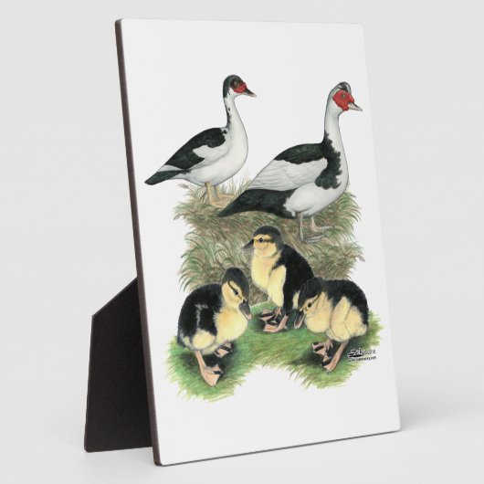 Ducks Black Pied Muscovy Family Fotoplaat (Zijkant)