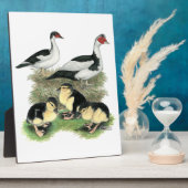 Ducks Black Pied Muscovy Family Fotoplaat (Zijkant)