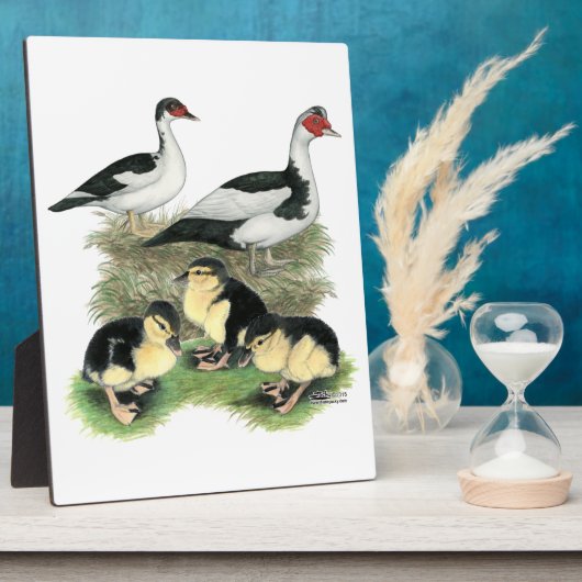 Ducks Black Pied Muscovy Family Fotoplaat (Zijkant)