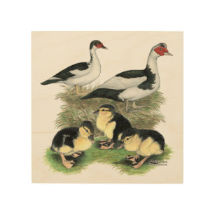 Ducks Black Pied Muscovy Family Hout Afdruk