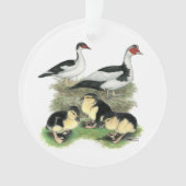 Ducks Black Pied Muscovy Family Ornament (voorkant)