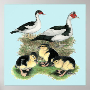 Ducks Black Pied Muscovy Family Poster