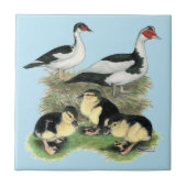 Ducks Black Pied Muscovy Family Tegeltje (Voorkant)