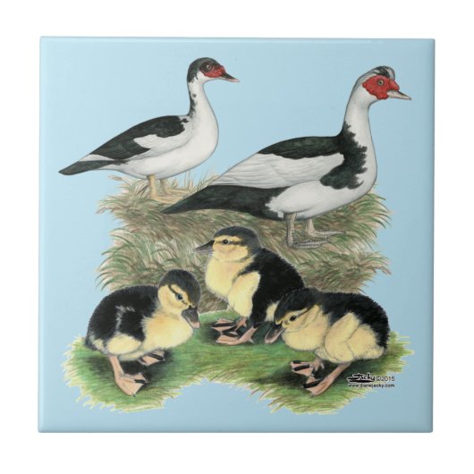 Ducks Black Pied Muscovy Family Tegeltje (Voorkant)
