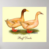 Ducks:  Buff Orpington Poster (Voorkant)