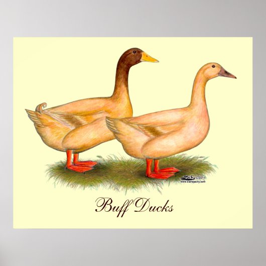 Ducks:  Buff Orpington Poster (Voorkant)