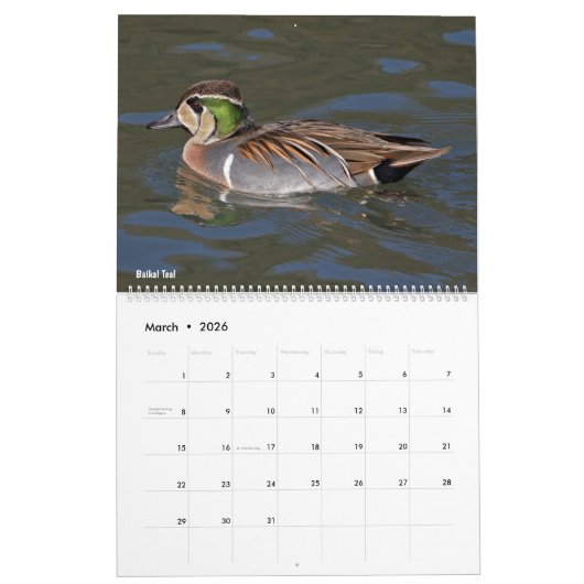 Ducks Calendar Kalender (Mar 2026)