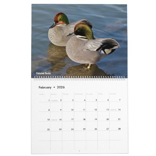 Ducks Calendar Kalender (Feb 2026)