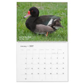 Ducks Calendar Kalender (Jan 2027)