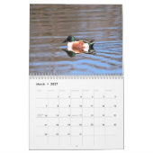 Ducks Calendar Kalender (Mar 2027)