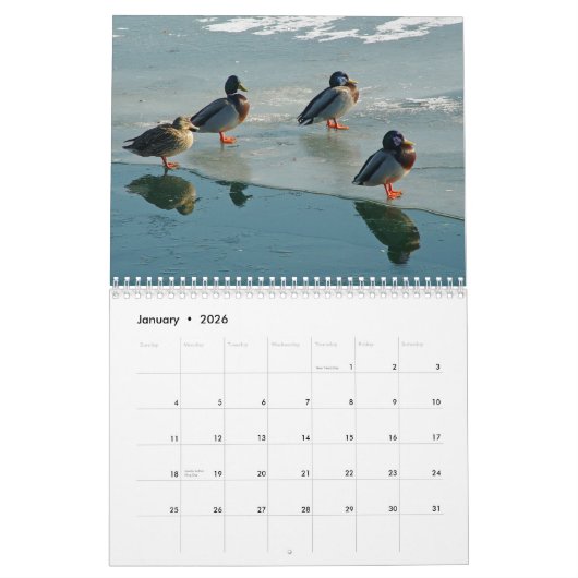 Ducks Calendar Kalender (Jan 2026)