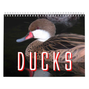 Ducks Calendar Kalender