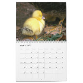 Ducks Calendar Kalender (Mar 2027)