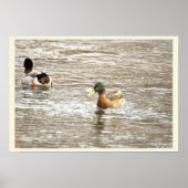 Ducks in Icy Creek Poster (Voorkant)
