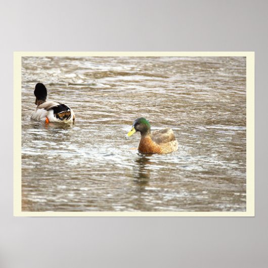 Ducks in Icy Creek Poster (Voorkant)