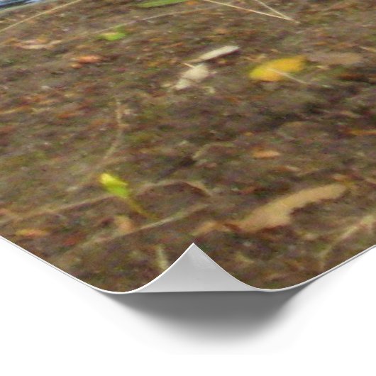 "Ducks in Love" Poster (Hoek)