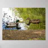 "Ducks in Love" Poster (Voorkant)