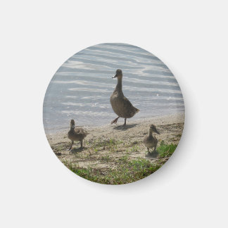 Ducks Magnet