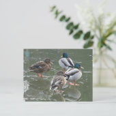 Ducks on Ice DIY Briefkaart (Staand voorkant)