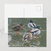 Ducks on Ice DIY Briefkaart (Voorkant / Achterkant)
