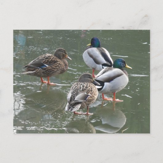 Ducks on Ice DIY Briefkaart (Voorkant)