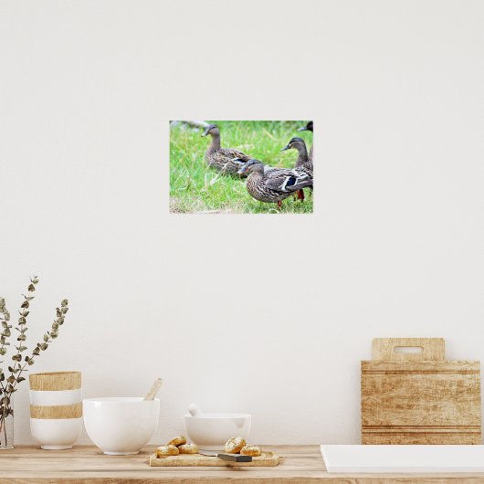 Ducks Photo Poster (Keuken)