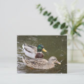 Ducks Swimming Post Card Briefkaart (Staand voorkant)