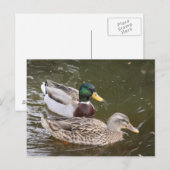 Ducks Swimming Post Card Briefkaart (Voorkant / Achterkant)