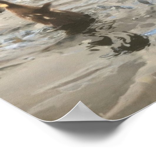 Ducks Swimming Poster (Hoek)