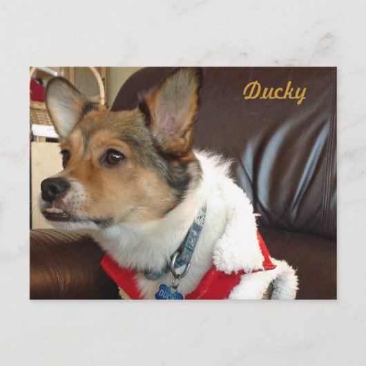 Ducky het Briefkaart van de Dog (Voorkant)