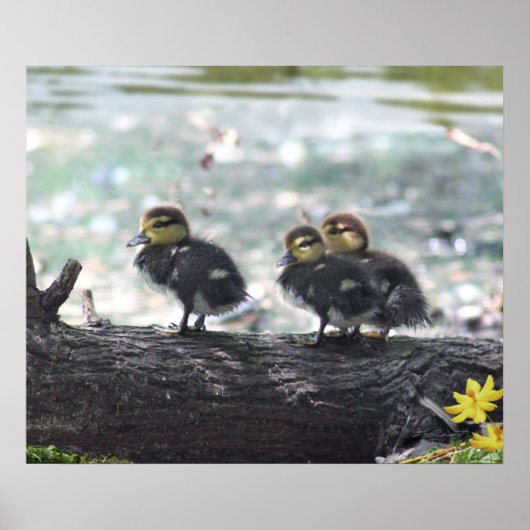 Ducky Print Geen Rand -24x20-andere beschikbare gr (Voorkant)
