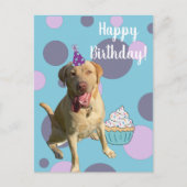 Dudley Labrador Birthday Kaart (Voorkant)