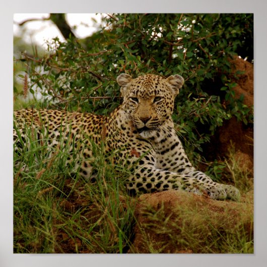 Dudley River Bank -2 Poster (Voorkant)