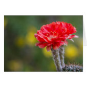 Duet Firelight cactus flower (Voorkant Horizontaal)