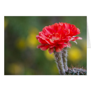 Duet Firelight cactus flower