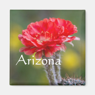Duet of Firelight cactus bloem, Arizona Magneet